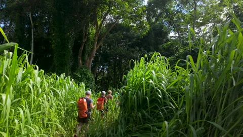 A jungle trek in Kauai Stock Footage 345278915