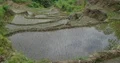 Jungle trekking and common rice fields in Flores mountains tilt up Indonesia 4k or 4k+ Resolution