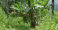 Jungle trekking girl walking downhill in Flores mountains Indonesia 4k or 4k+ Resolution