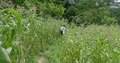 Jungle trekking man walking between maize fields in Flores mountains Indonesia 4k or 4k+ Resolution