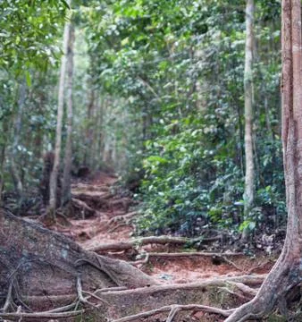 Jungle  trekking path 스톡 사진
