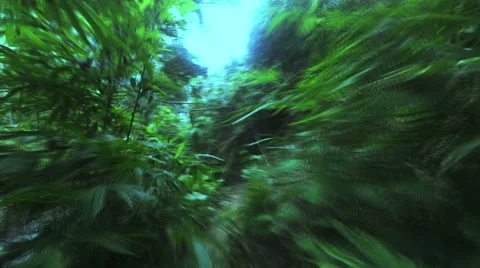 Jungle trip camera moving walking on path. Ban Nai Thon. Phuket. Stock Footage 62231262