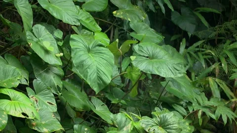 Jungle tropical forest Background. Close up with green leaves Stock Footage 221666338
