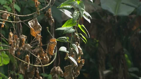 Jungle tropical forest Background. Close up with green leaves Stock Footage 221666396