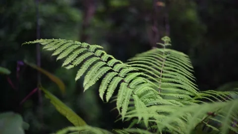 Jungle tropical forest Background. Close up with green leaves Stock Footage 222065013
