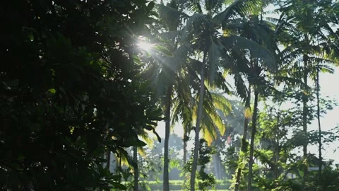 Jungle tropical forest Background. Close up with green leaves Stock Footage 222066187