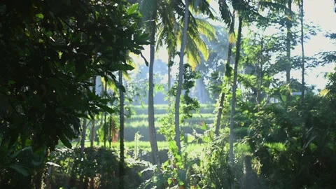 Jungle tropical forest Background. Close up with green leaves Stock Footage 228057321