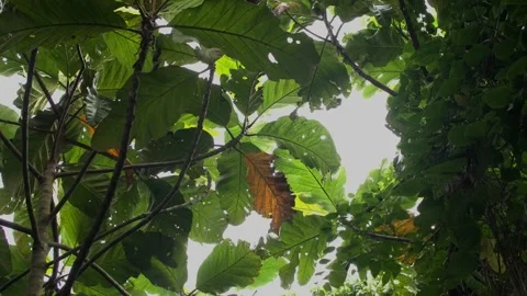 Jungle tropical forest Background. Close up with green leaves 库存影片 234064495