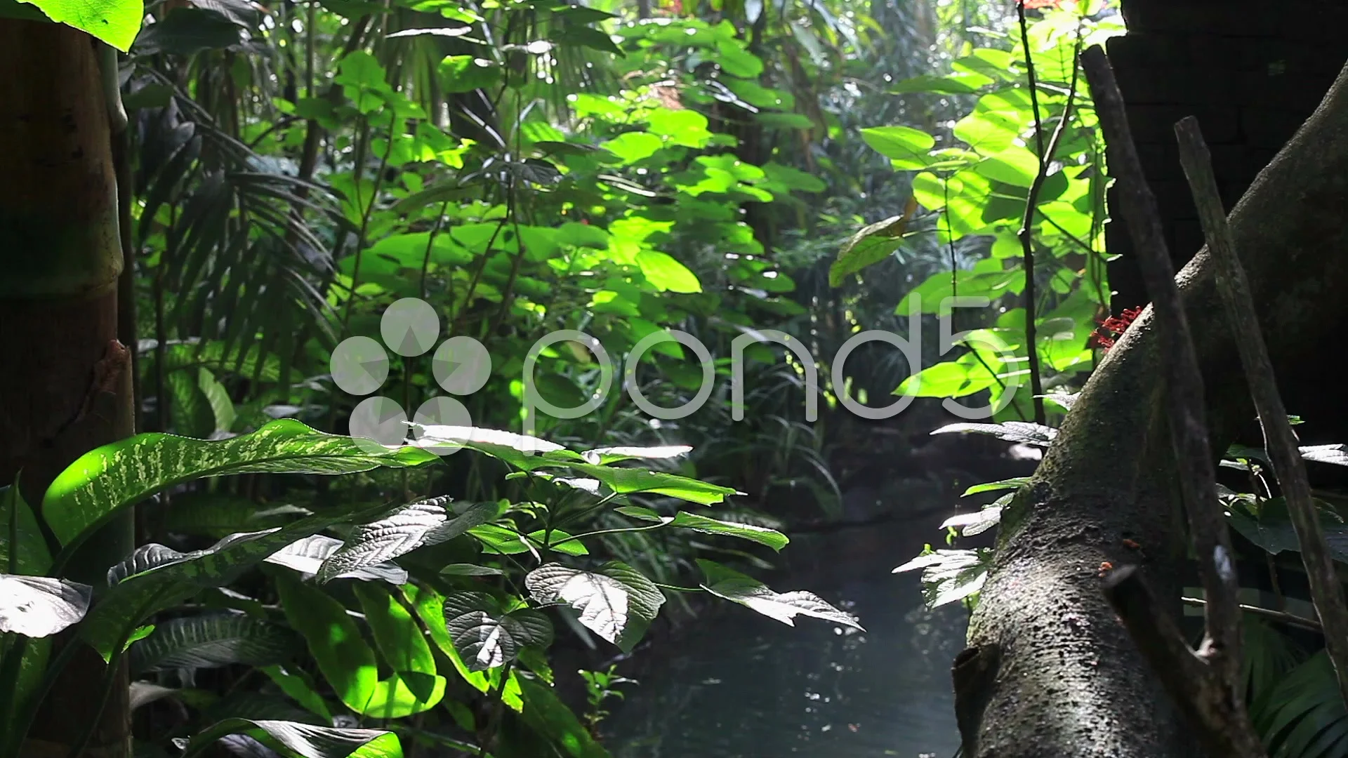 Tropical Jungle Rainforest Footpath Landscape Photo