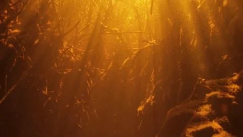 JUNGLE TULUM MEXICO Video stock 118376721
