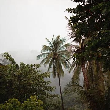 Jungle under rain Stock Photos