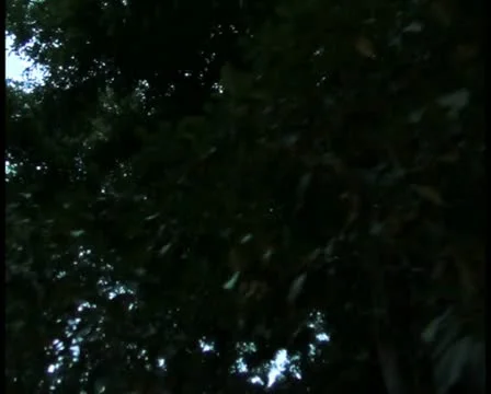 Jungle V2 - PAL Stock Footage 10756406