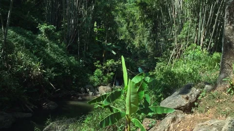 A Jungle Vally Stock-Footage 155538926