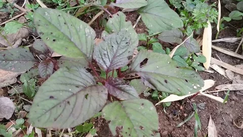 Jungle vegetable Stock Footage 126805263