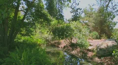 Jungle Video Clip Stock Footage 45698837
