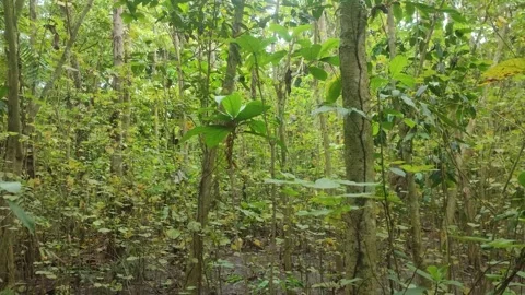 Jungle view in daylight. Wild trees in a forest with green plants. Scenic l.. Stock Footage 241103631