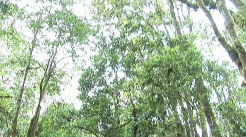 Jungle view Stock Footage