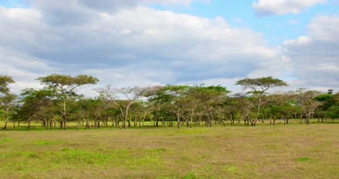 Jungle view Stock Footage 190970833