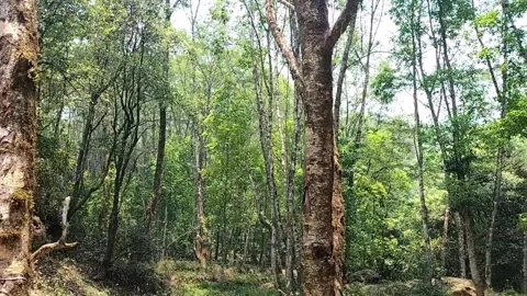 Jungle view of nepal Stock Footage 243930206