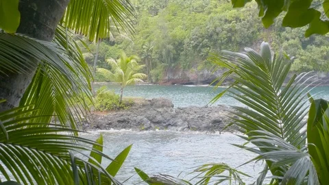 Jungle view of the Ocean Stock Footage 123244203