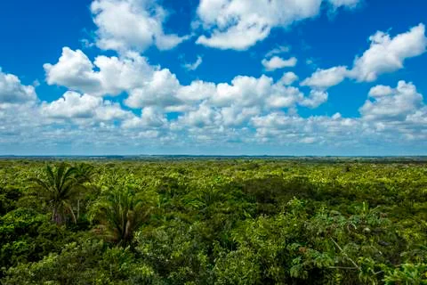 Jungle view Stock Photos