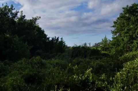 Jungle view 库存照片