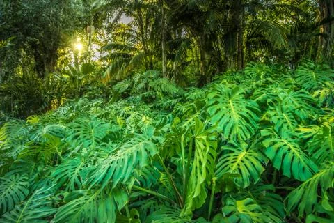 Jungle view with sun Stock Photos