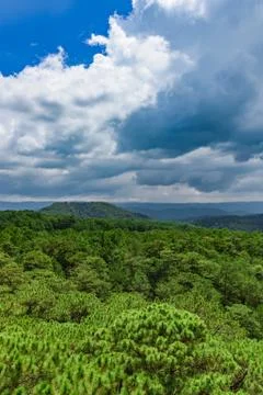 Jungle view from the top Stock Photos