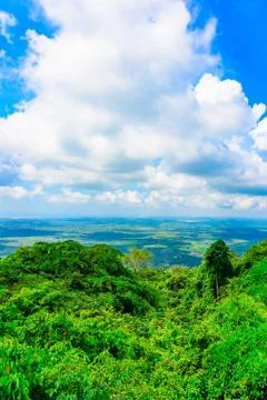 Jungle view from the top Photos
