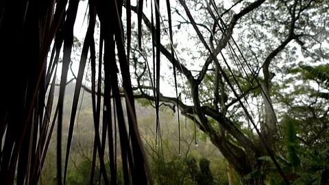 Jungle vines Stock Footage 104780452