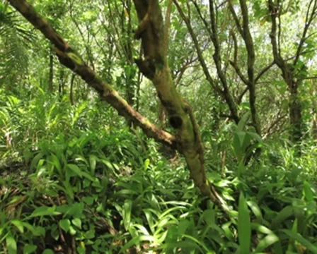 Jungle Walk 01 PAL Stock Footage 8526014