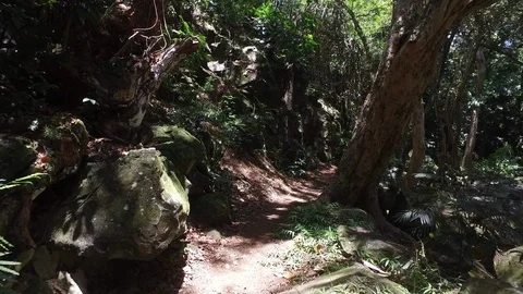 Jungle Walk Stock Footage 97422654