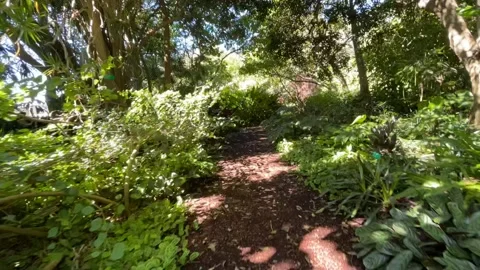 Jungle walk Time lapse Stock Footage 151426287