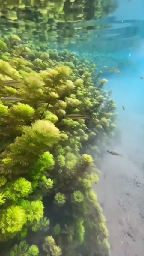 Jungle in the water Stock Footage 198973979