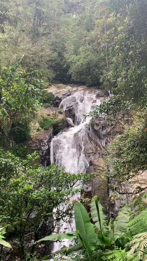 Jungle waterfall in Cameron Highlands Vidéo 343428393
