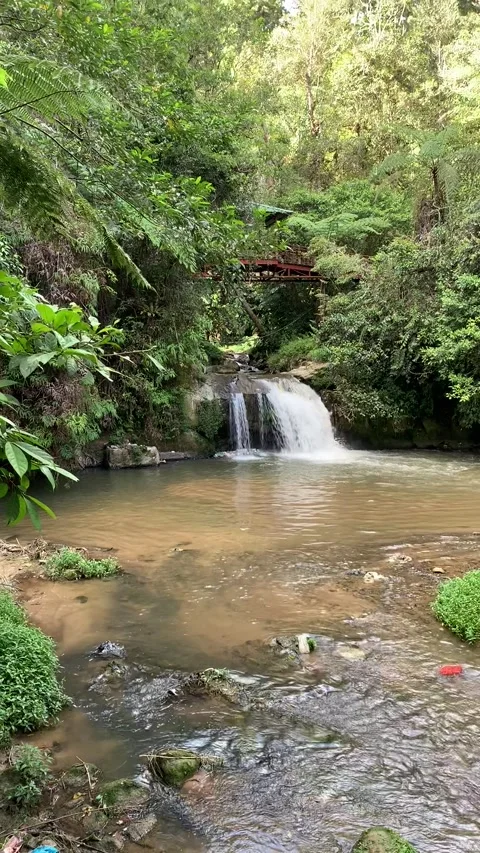 Jungle waterfall in Cameron Highlands 動画素材 343428651