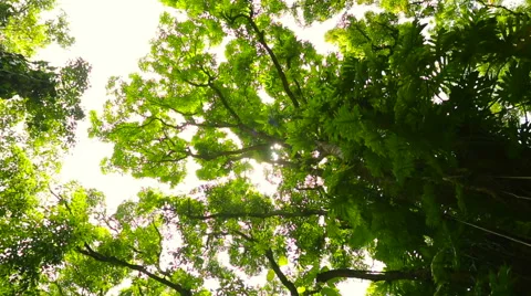 Jungle Waterfall Canopy Pan Stock Footage 52992128