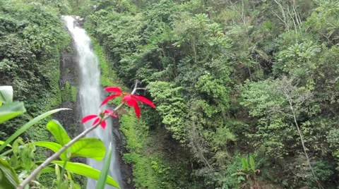 Jungle waterfall Stock Footage 42926348