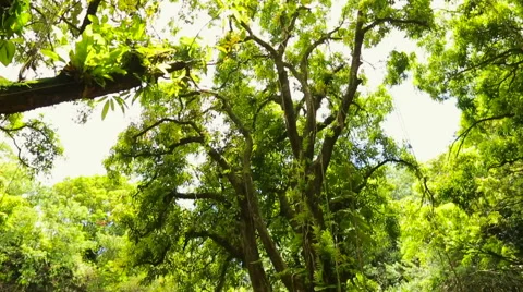 Jungle Waterfall Stock Footage 52992342