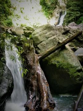 Jungle waterfall Фото