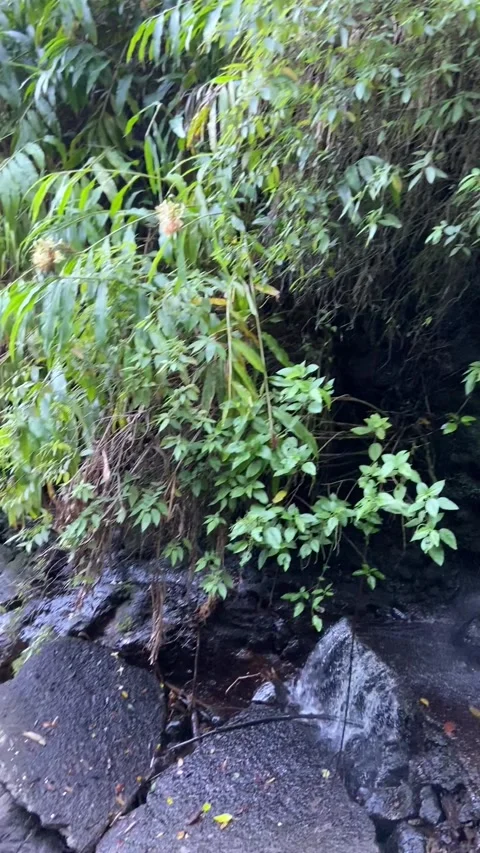 Jungle waterfall in Tahiti Видео 344546404