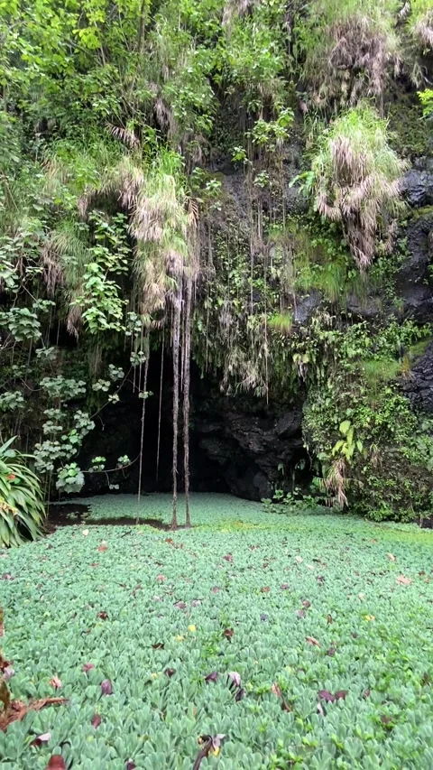 Jungle waterfall in Tahiti Stock Footage 344546512