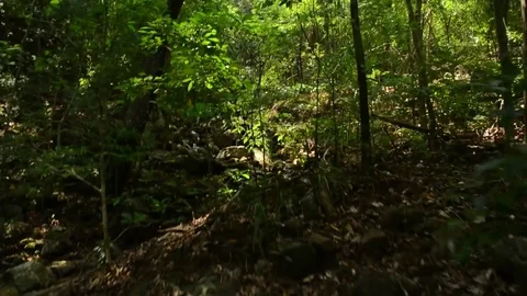 Jungle worak Stock Footage 76355067