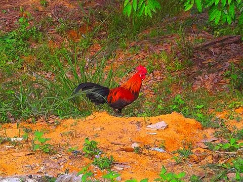 A junglefowl is standing on the ground Stock Photos