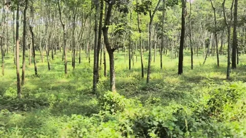 JunglePark Stock Footage 274661766