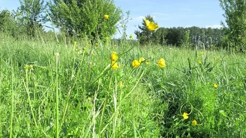 Jungles. wading through the grass Stock Footage 197081296