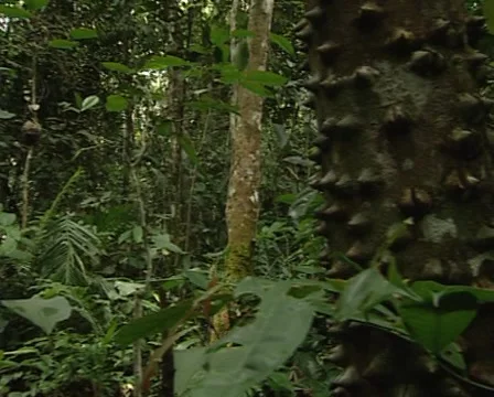Jungles´s tree Stock Footage 46375317