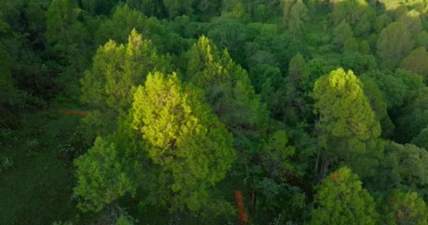 Junieprus Procera Trees in a Kenyan indigenous forest Video stock 245227450