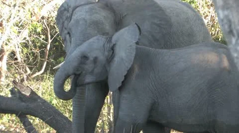 Junior among elephants Video stock 22192259