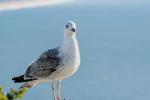 Junior seagull Stock Photos